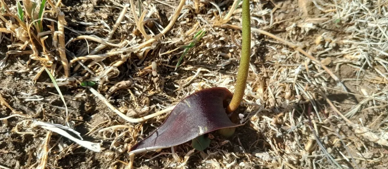 Biarum dispar