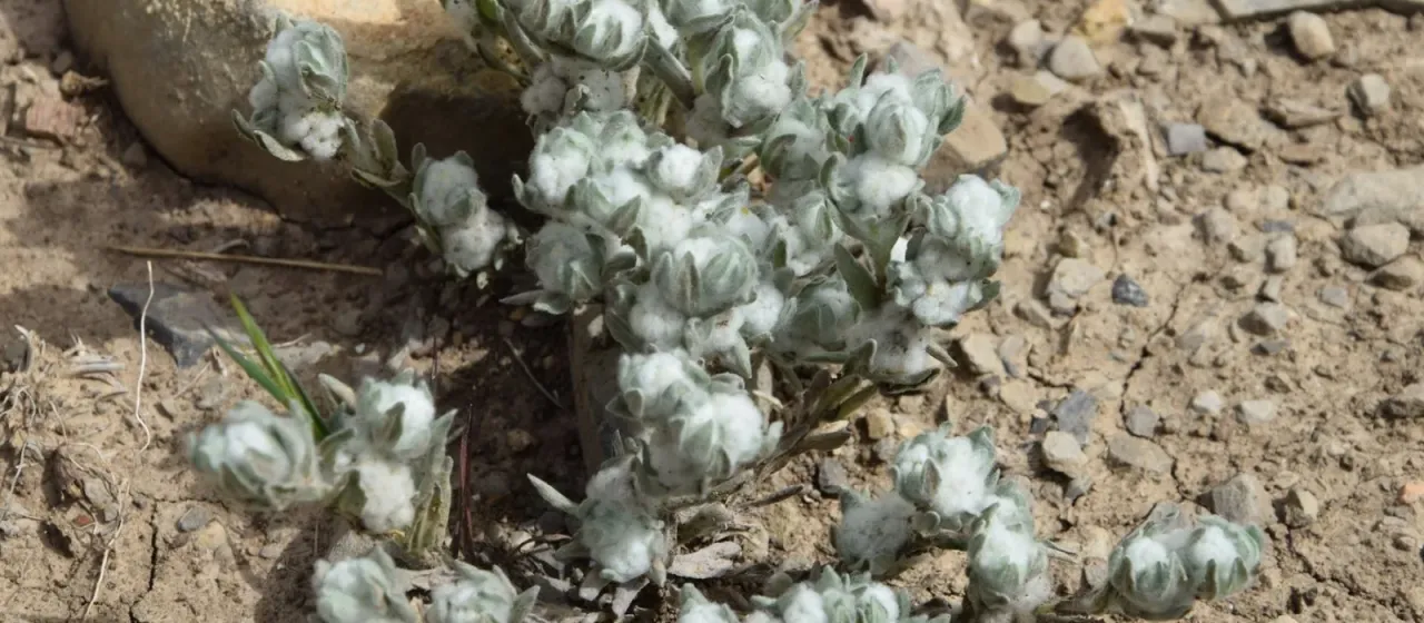 Bombycilaena discolor