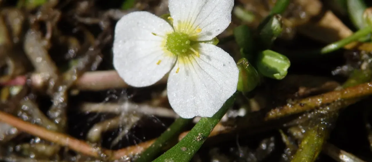 Alpine Baldellia
