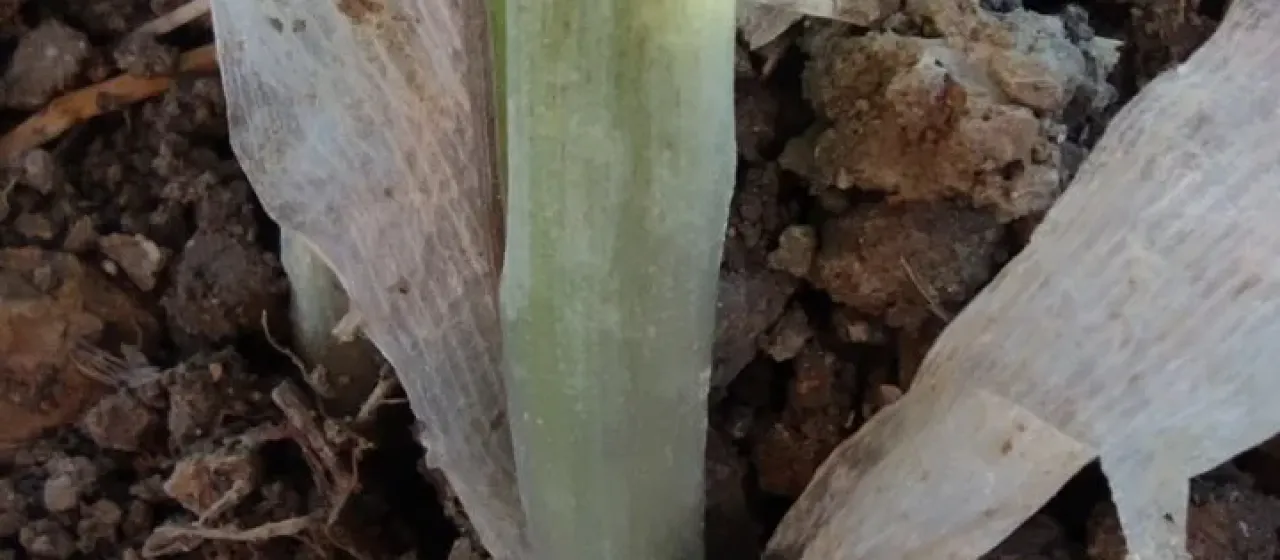 Biarum carratracense