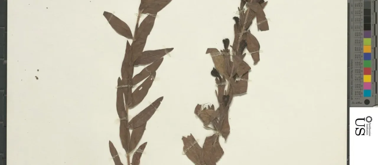 Siphonostegia syriaca