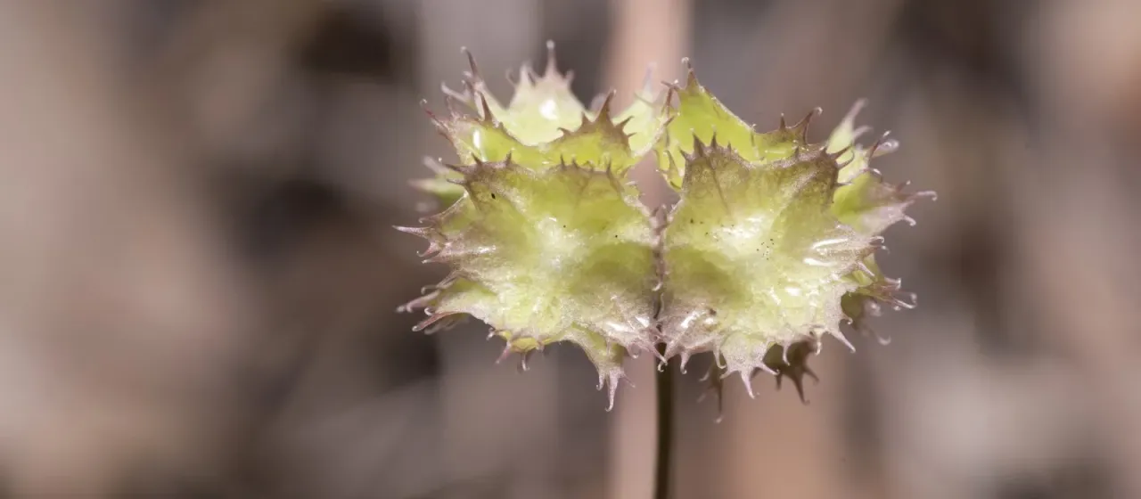 Valerianella obtusiloba