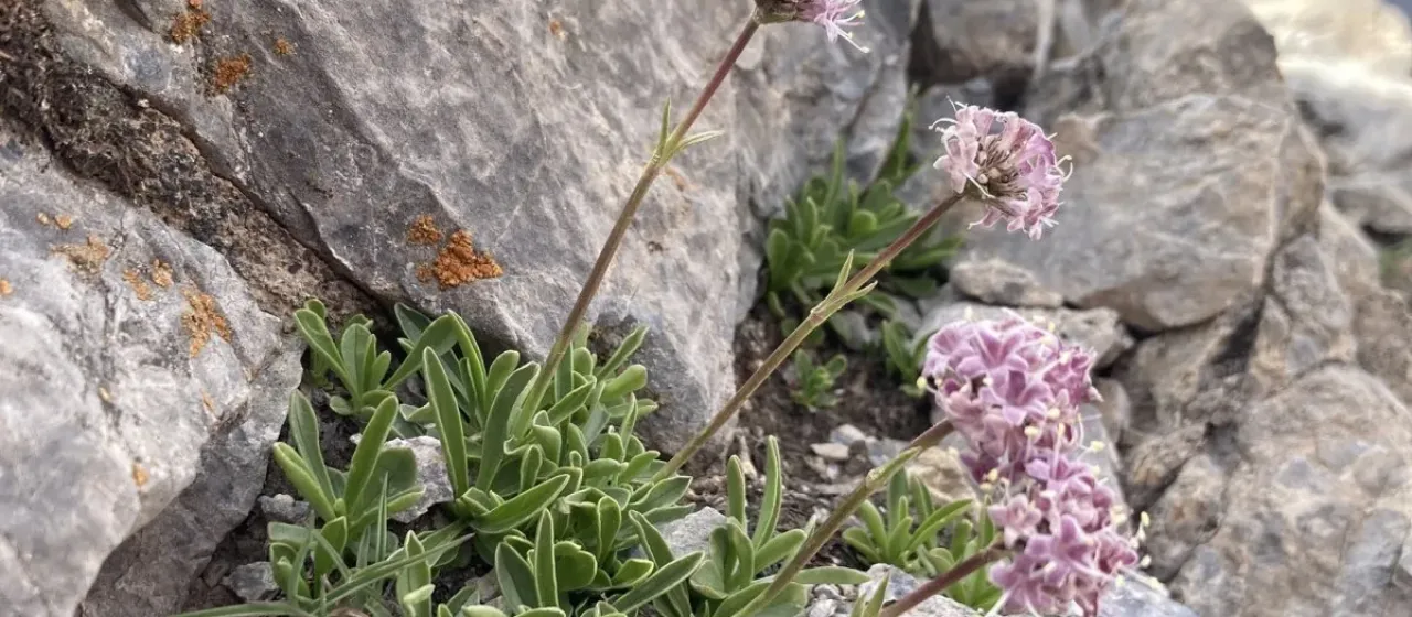 Valeriana saliunca