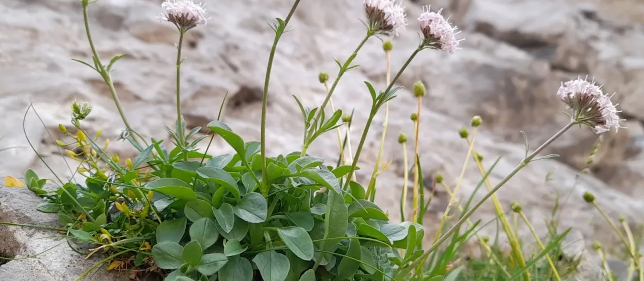 Valeriana globulariifolia