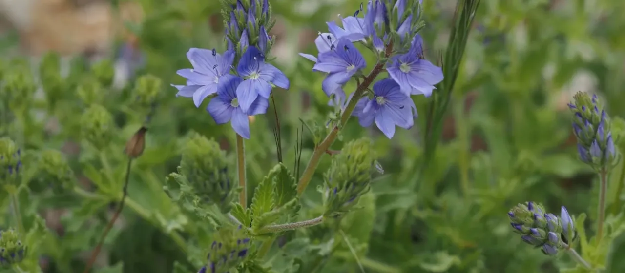 Veronica orsiniana