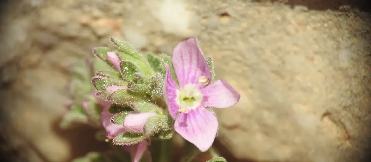 Thyme-leaved speedwell