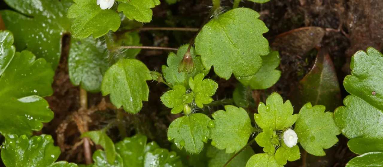 Sicilian speedwell