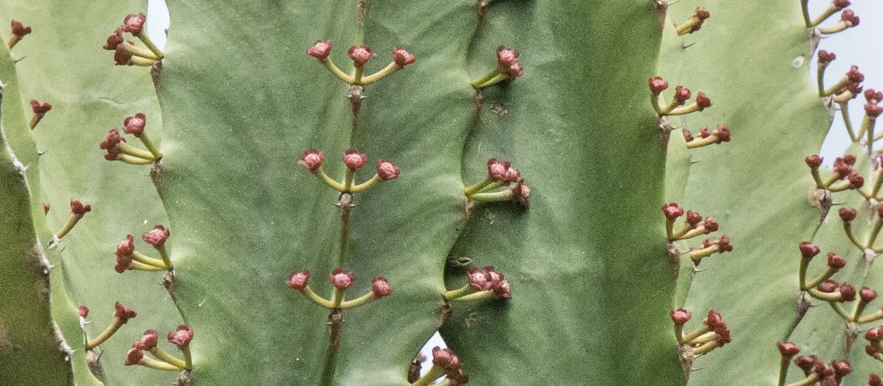 Candelabra tree