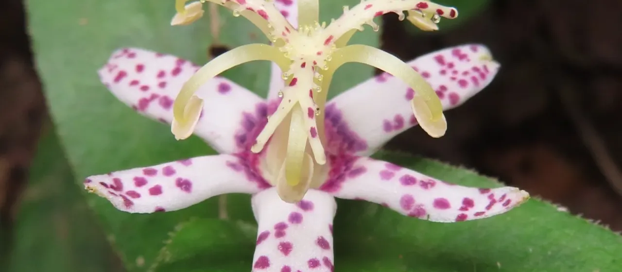 Tricyrtis affinis
