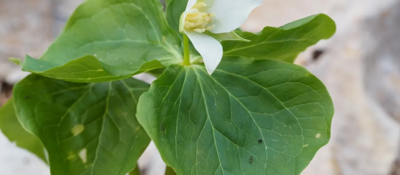Trillium tschonoskii
