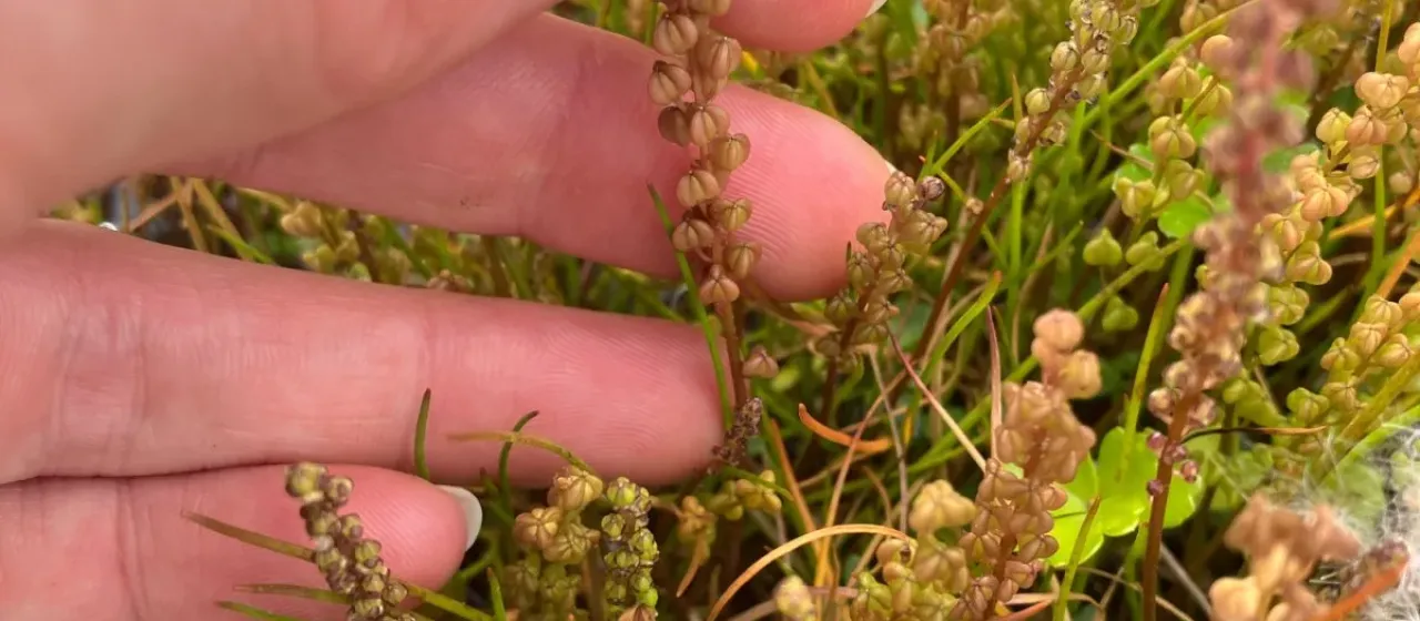 Three-ribbed arrowgrass