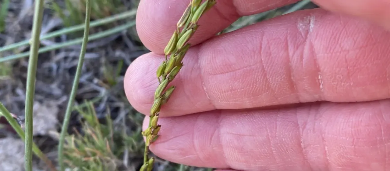 Bulbous arrowgrass