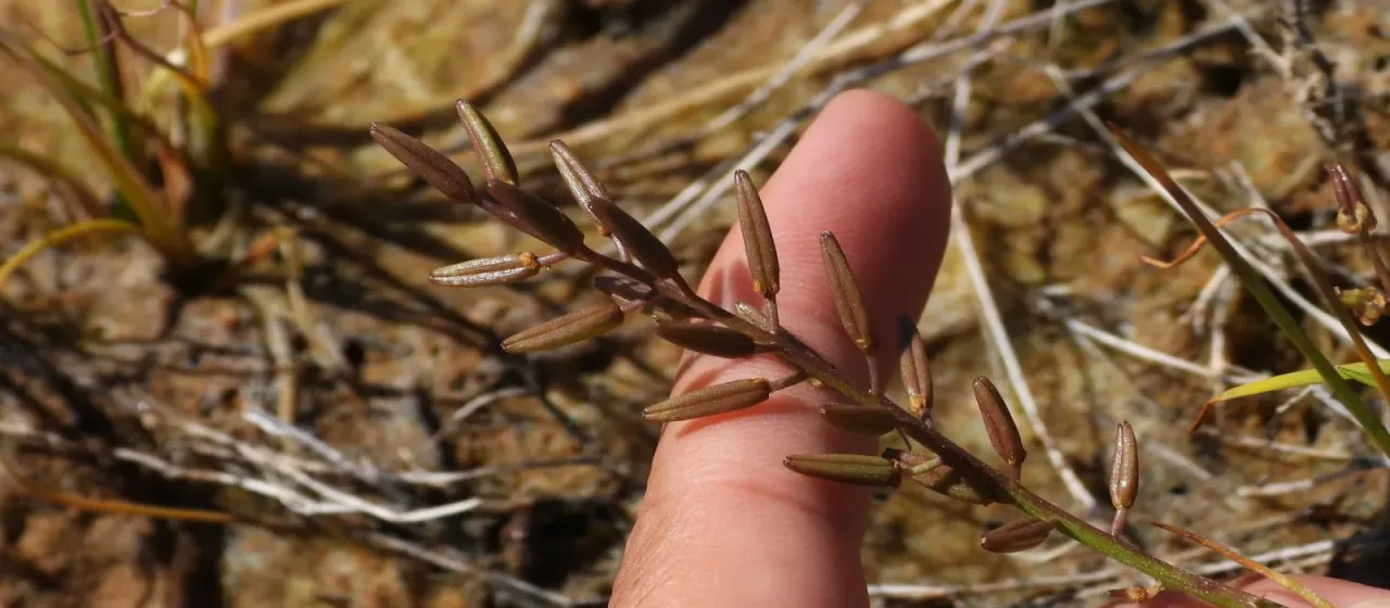 Barrelier's arrowgrass
