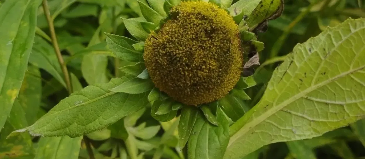 Carpesium macrocephalum