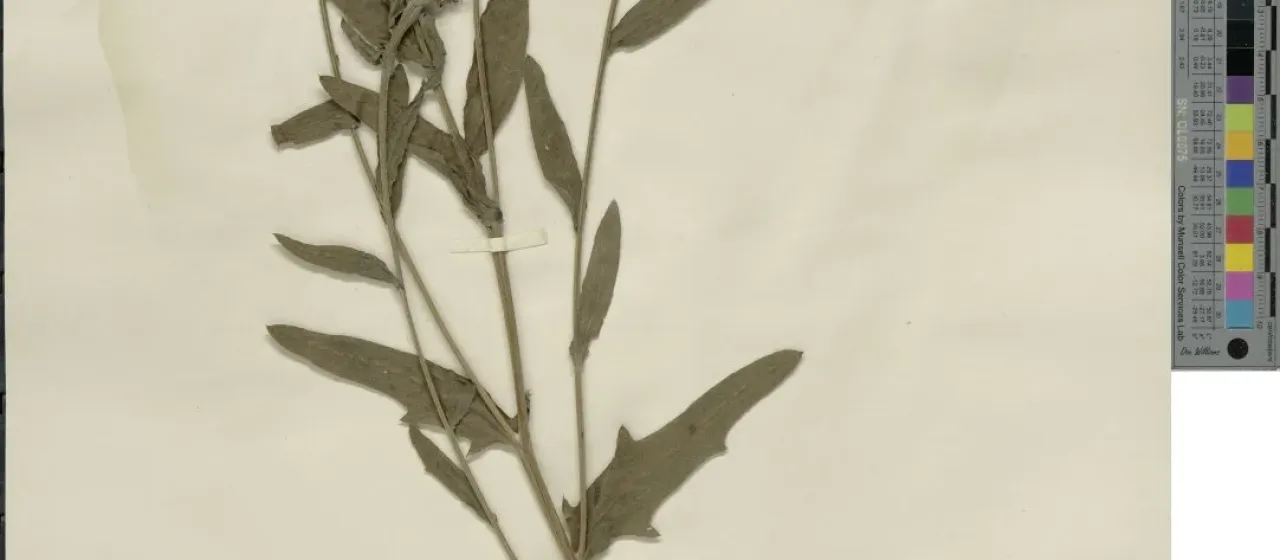 Centaurea flosculosa