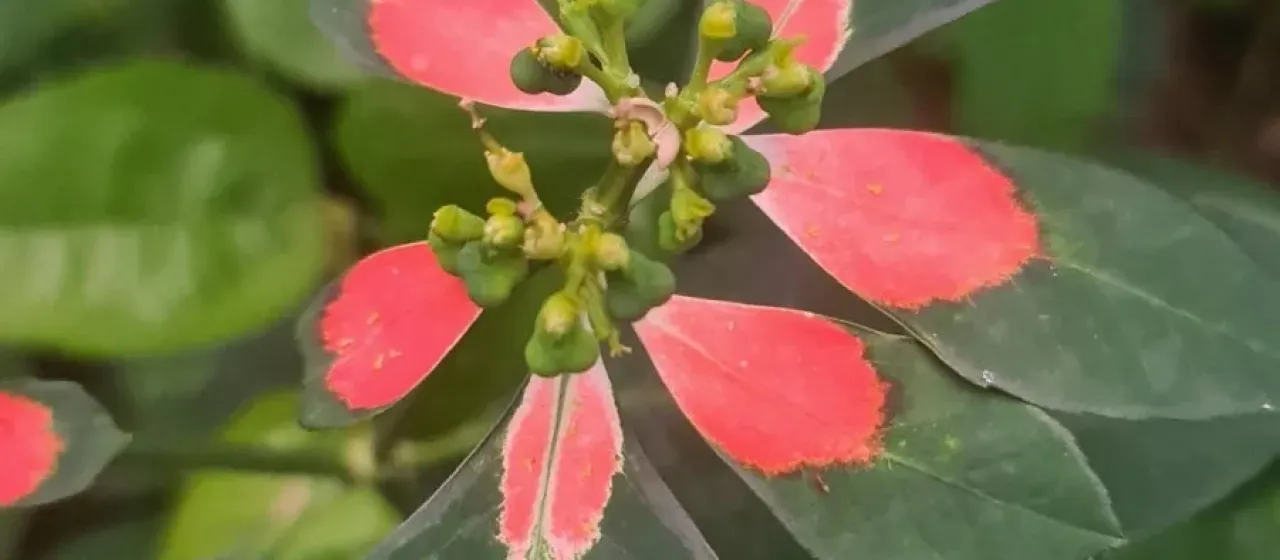 Painted spurge