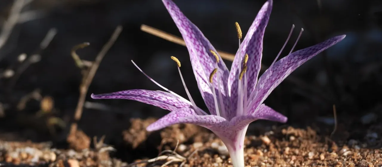 Безвременник пестрый