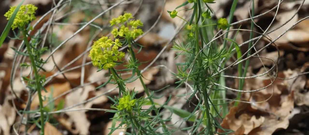 Cypress spurge