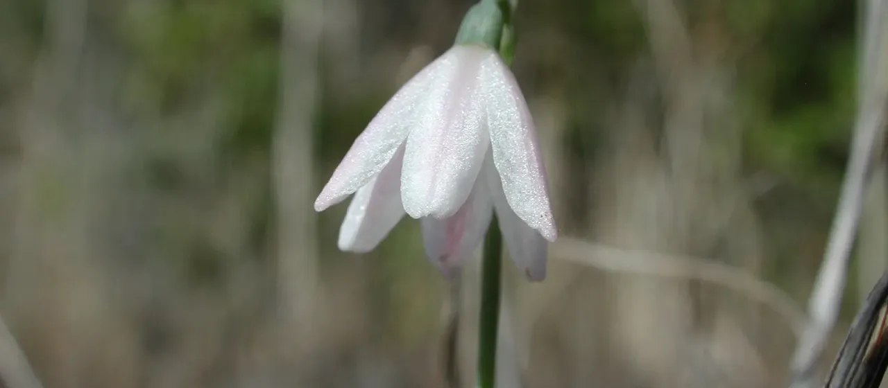 Acis rosea