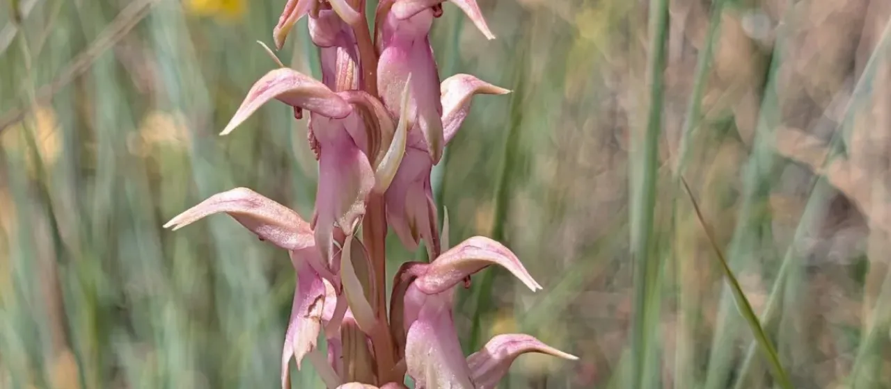 Anacamptis sancta