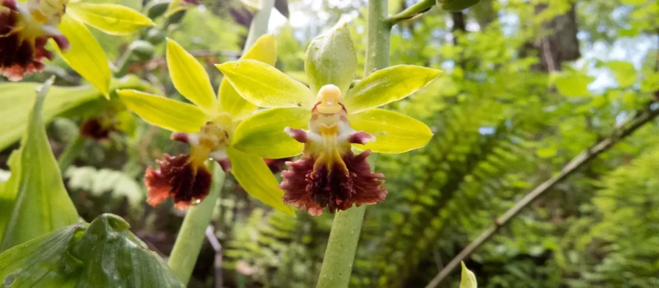 Calanthe tricarinata