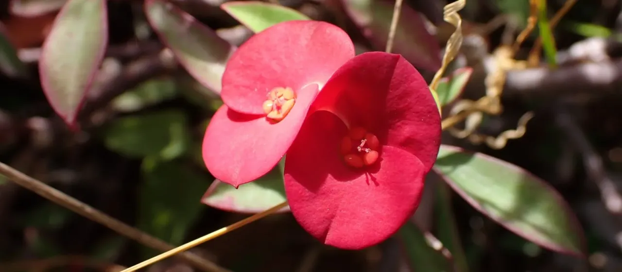 Euphorbia geroldii