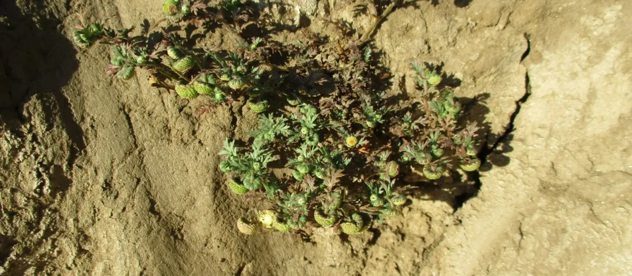 Cotula anthemoides