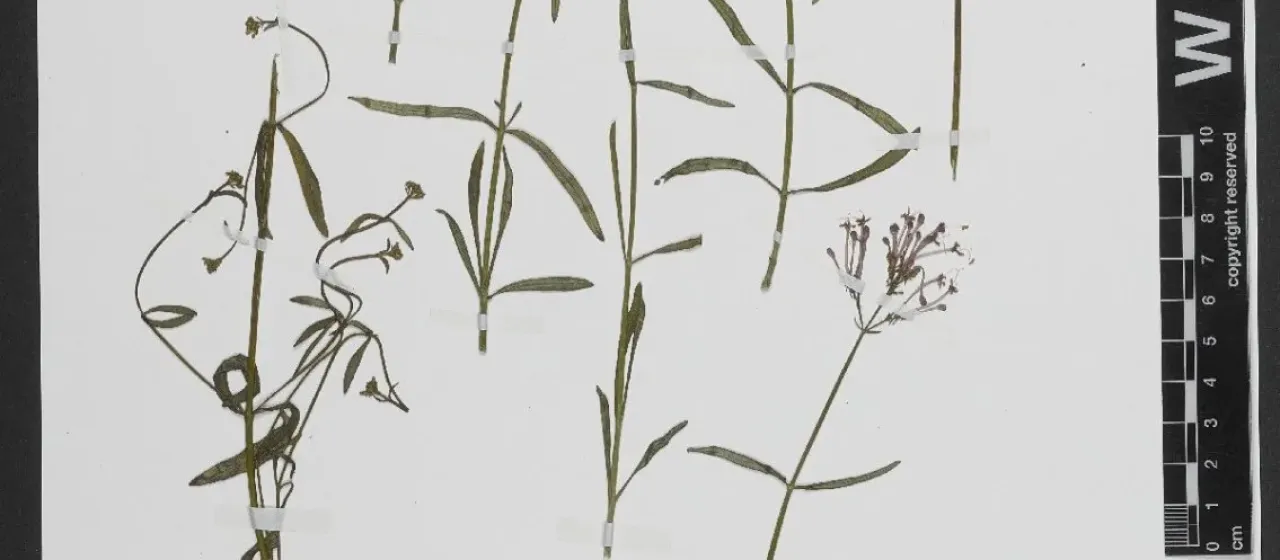 Nevada valerian