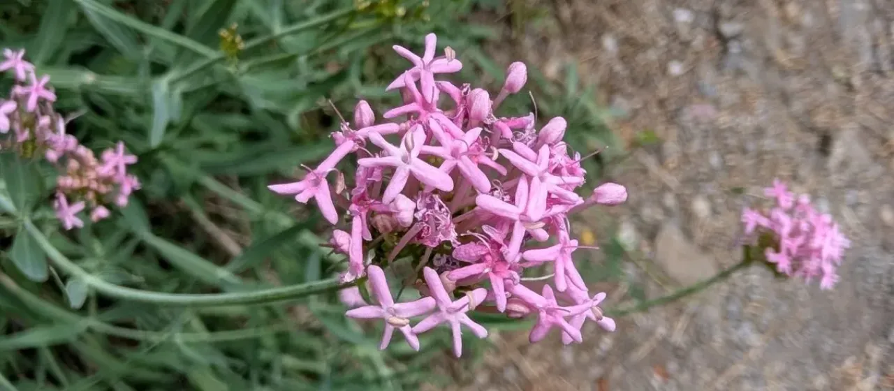 Centranthus lecoqii