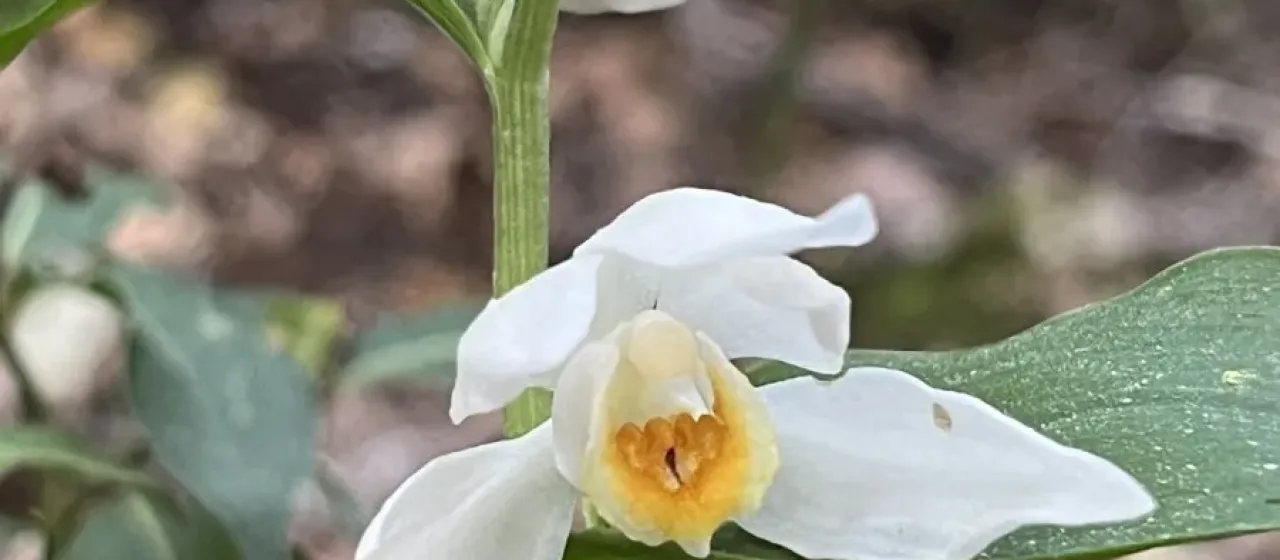 Caucasian helleborine