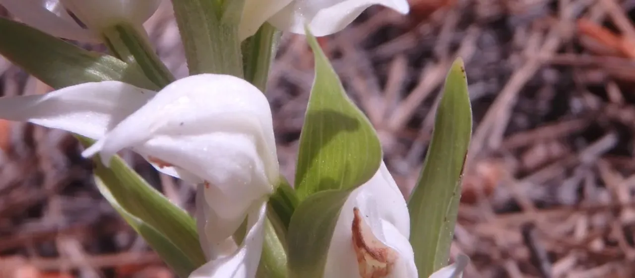Cephalanthera epipactoides