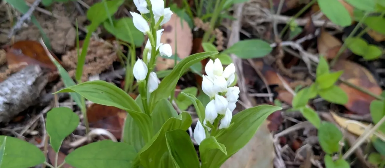 Cephalanthera erecta