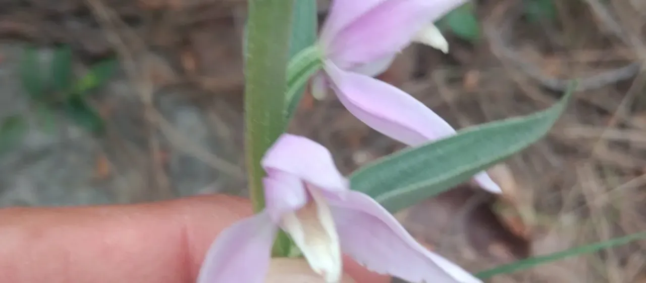 Kurdish helleborine
