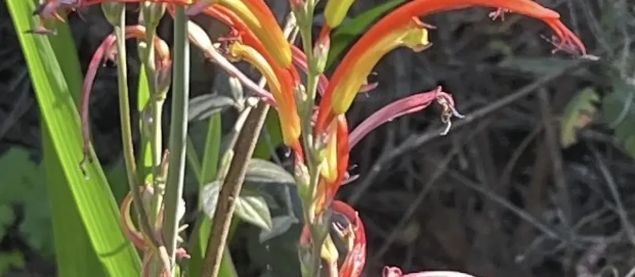 Chasmanthe bicolor