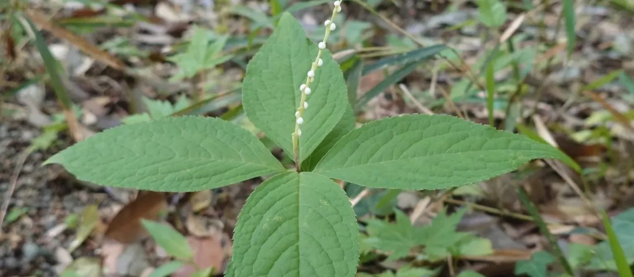 Chloranthus serratus