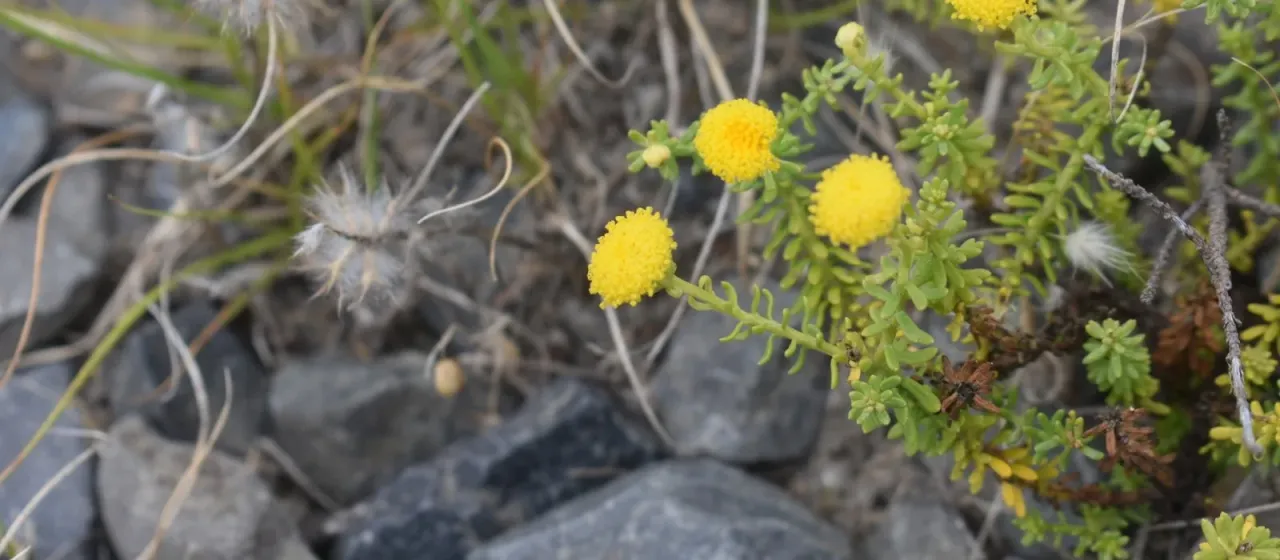 Chrysocoma cernua