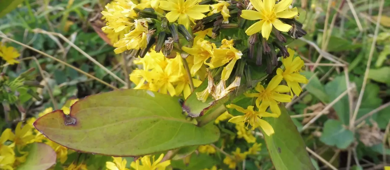 Crepidiastrum platyphyllum