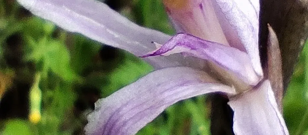 Limodorum trabutianum