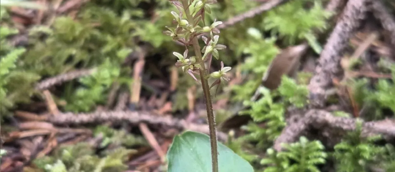 Lesser twayblade