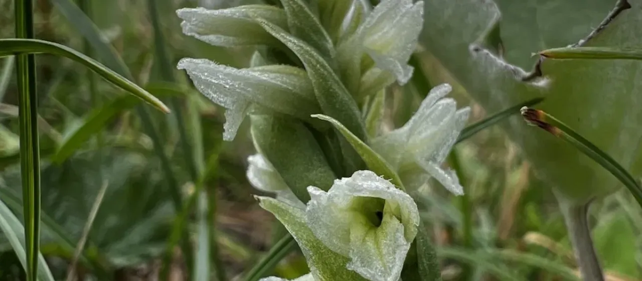 Hooded lady's tresses