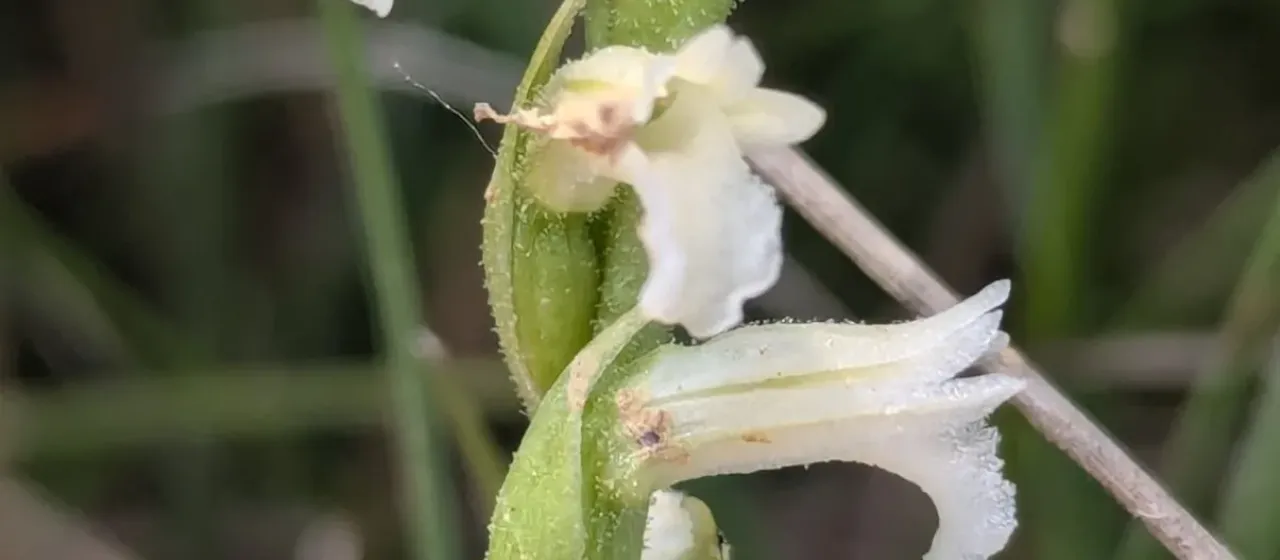 Summer lady's tresses