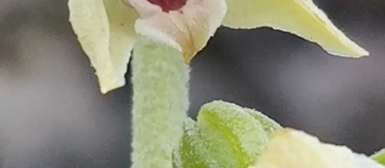 Epipactis placentina