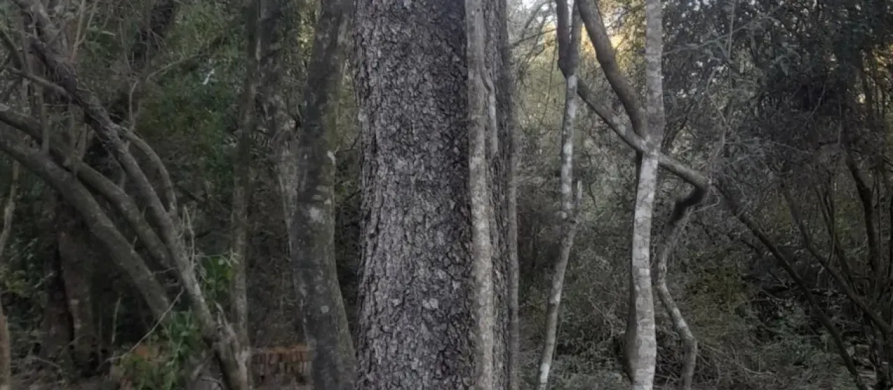 Myracrodruon balansae