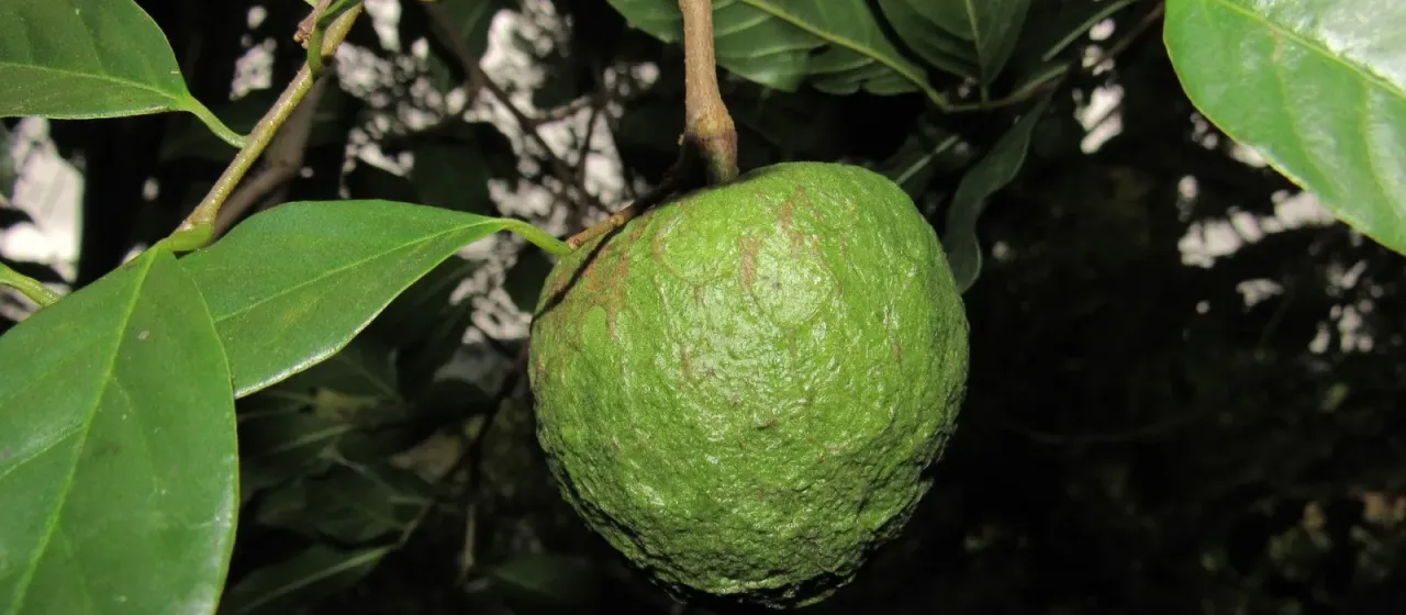 Annona rugulosa