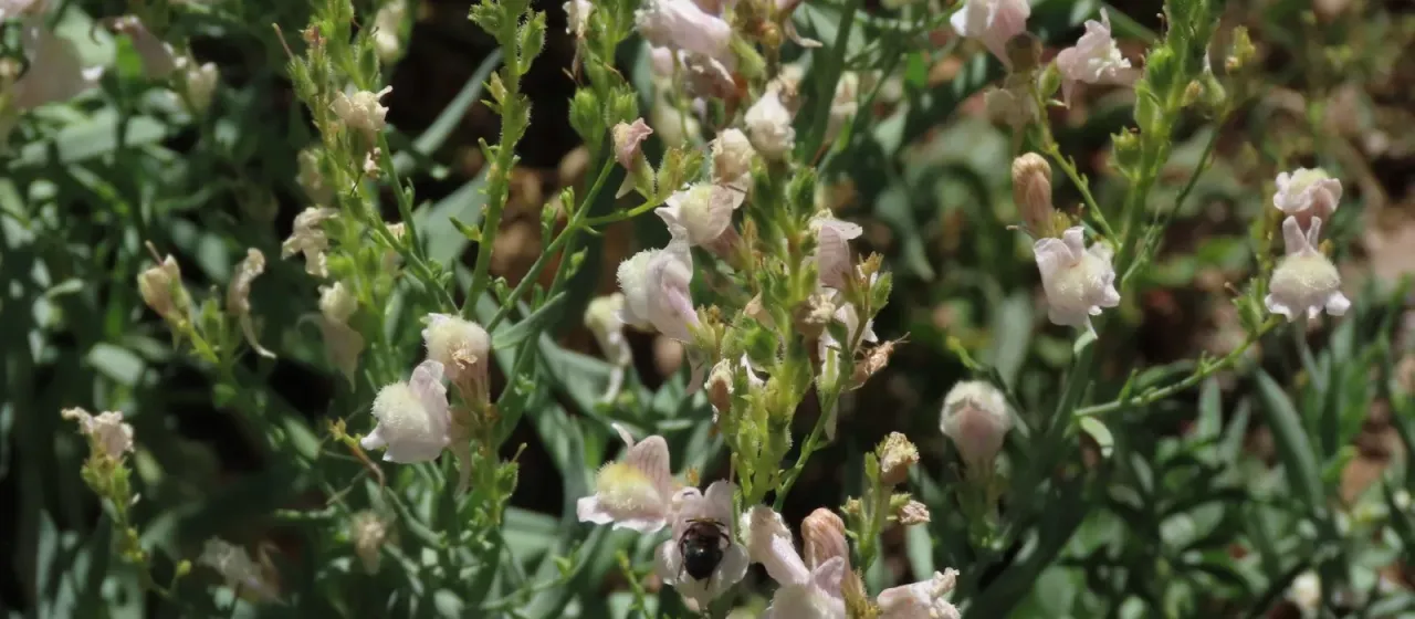Snowy toadflax