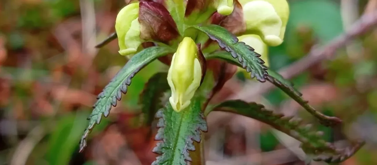 Lapland lousewort
