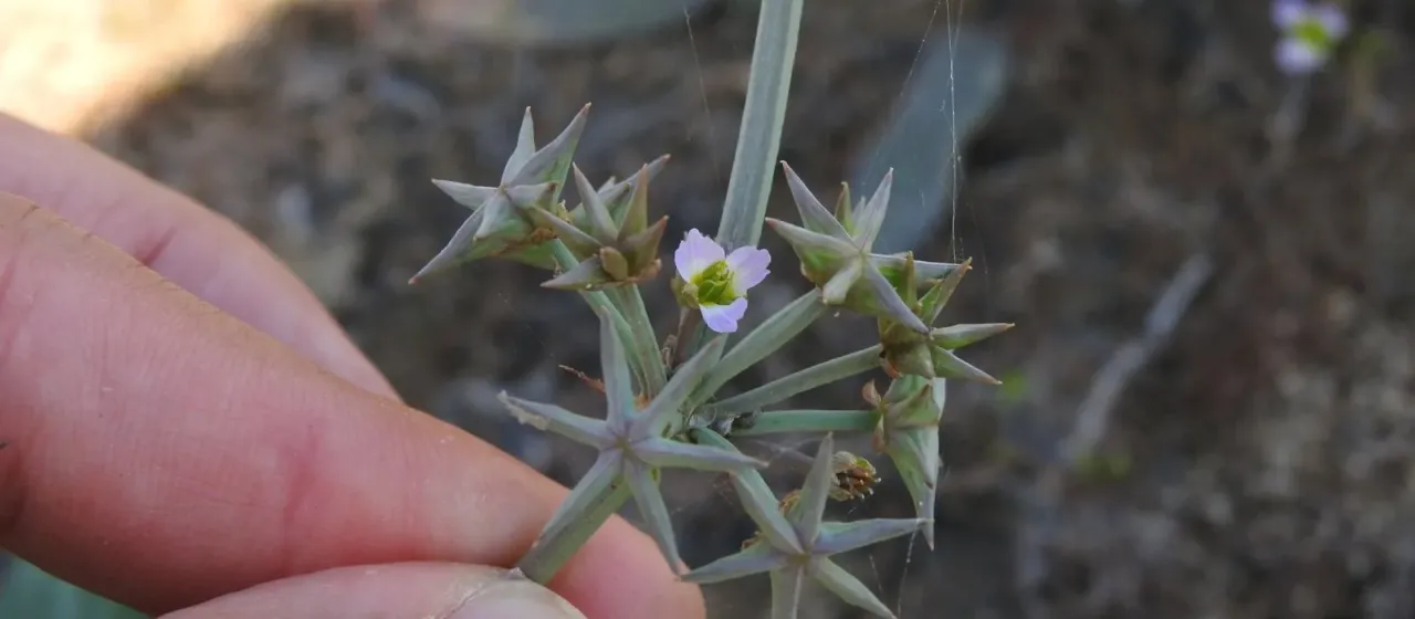Damasonium bourgaei