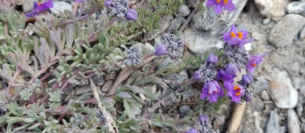 Alpine toadflax