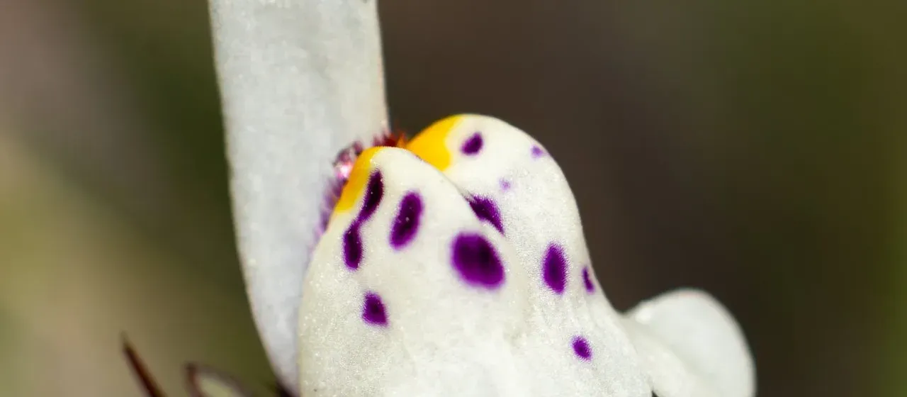 Amethyst toadflax