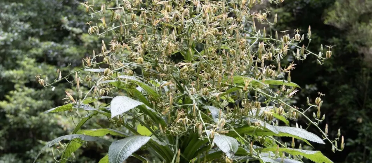 Musschia wollastonii